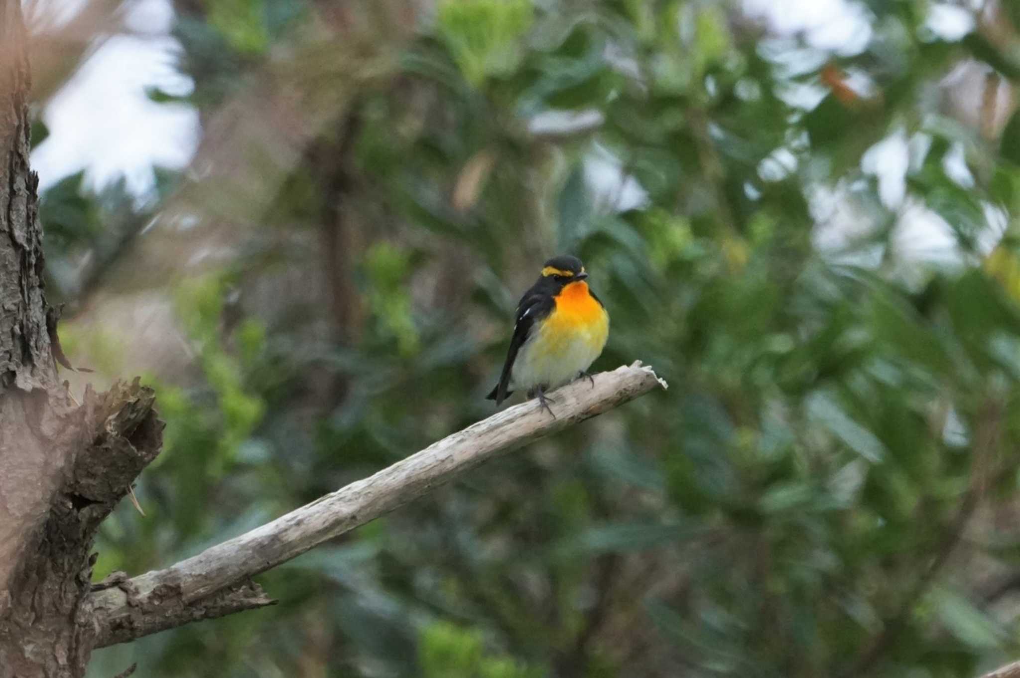 Photo of Narcissus Flycatcher at Hegura Island by マル