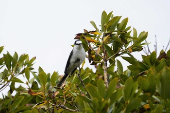 Ashy Minivet Hegura Island Mon, 5/2/2022