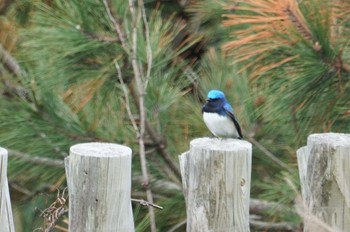 Blue-and-white Flycatcher Hegura Island Mon, 5/2/2022