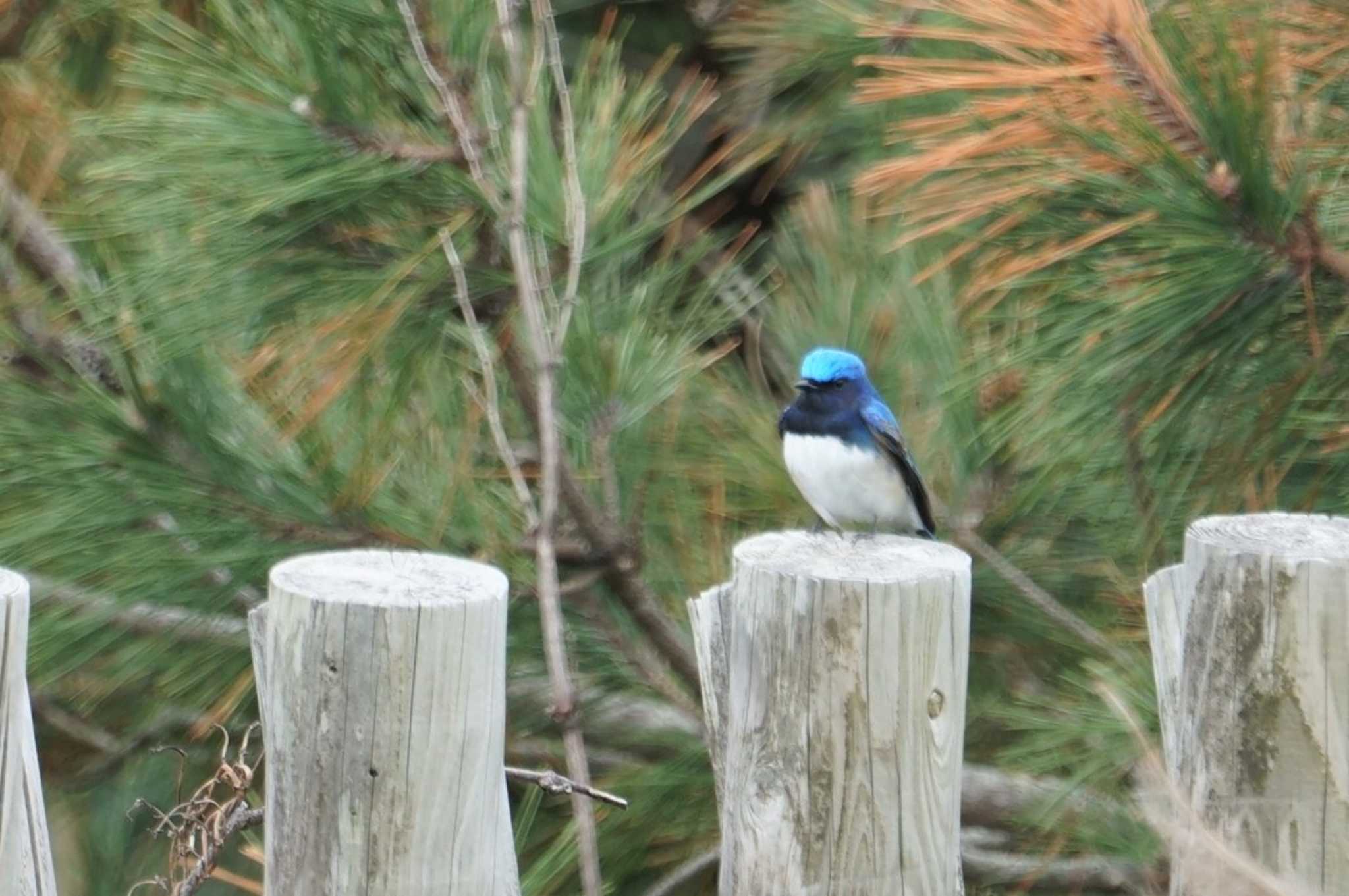 Blue-and-white Flycatcher