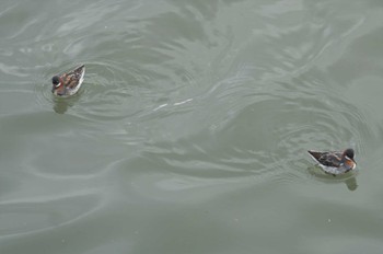 Red-necked Phalarope 輪島市 Mon, 5/2/2022