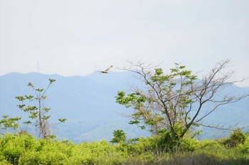 Eastern Marsh Harrier 河北潟 Tue, 5/3/2022