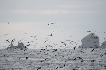 オオミズナギドリ 舳倉島 2022年5月2日(月)