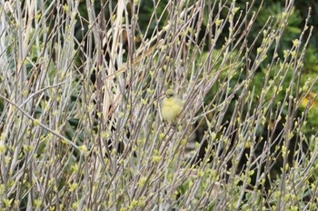 Yellow Bunting Hegura Island Mon, 5/2/2022