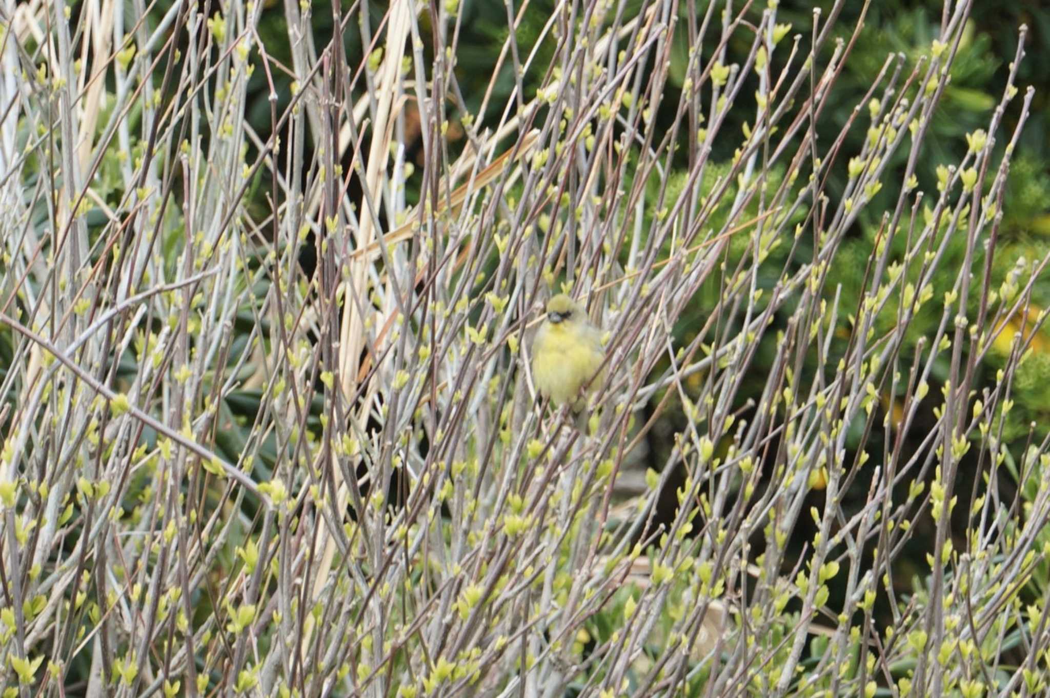 Yellow Bunting