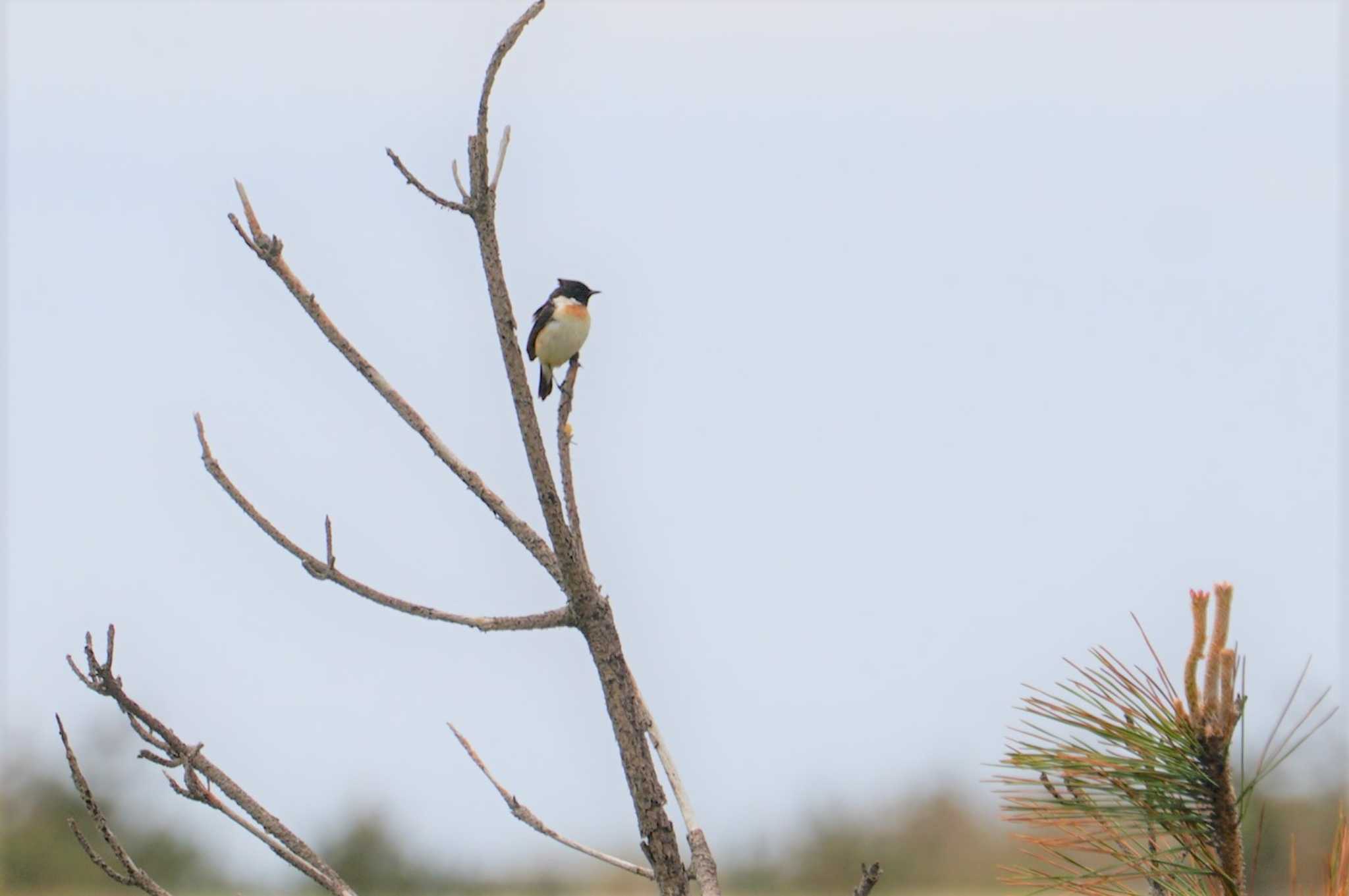 Amur Stonechat