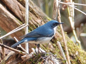 Tue, 5/10/2022 Birding report at Yanagisawa Pass