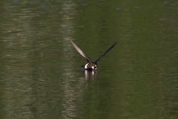 ハリオアマツバメ 長野県 2017年8月9日(水)