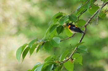 Narcissus Flycatcher Hegura Island Mon, 5/2/2022