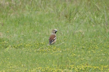 Hawfinch Hegura Island Mon, 5/2/2022