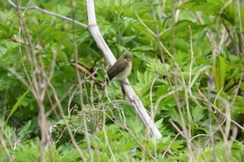 Narcissus Flycatcher Hegura Island Mon, 5/2/2022