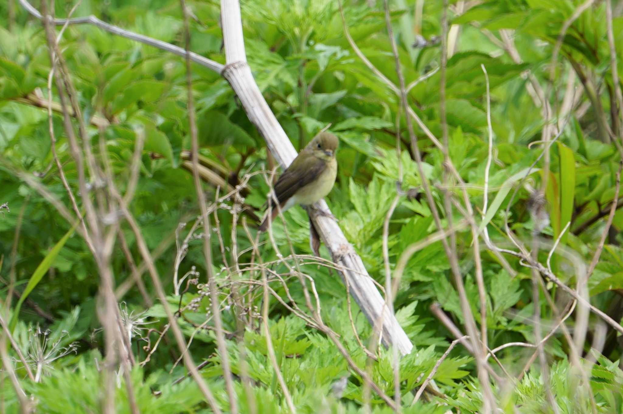 Photo of Narcissus Flycatcher at Hegura Island by マル