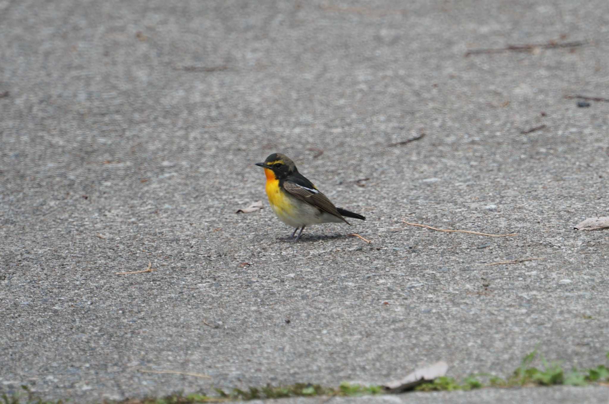 Photo of Narcissus Flycatcher at Hegura Island by マル