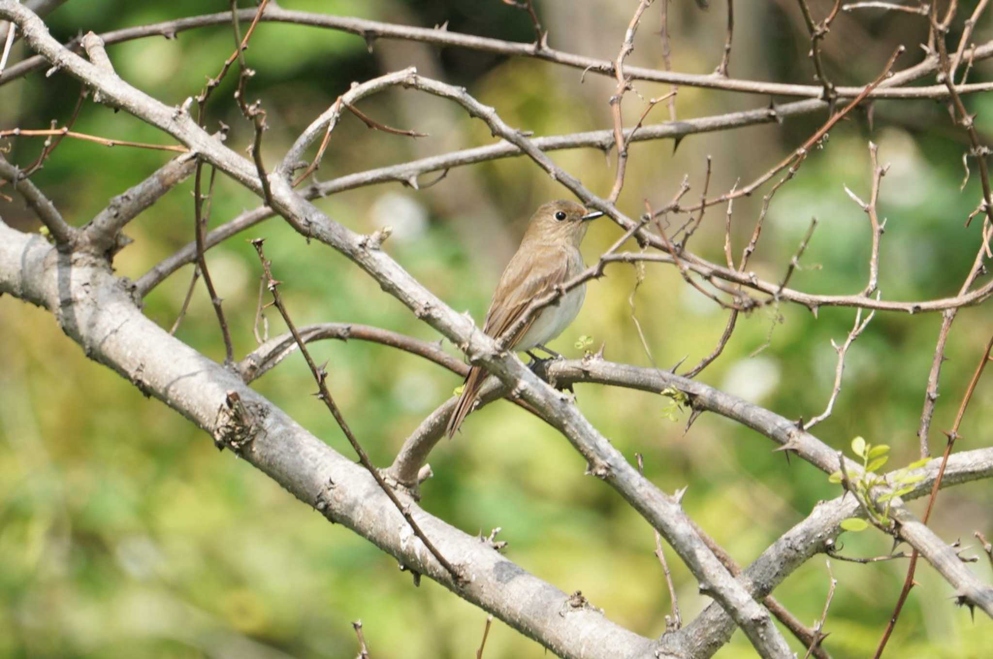 Photo of Blue-and-white Flycatcher at Hegura Island by マル