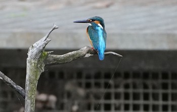 2022年5月10日(火) 恩智川治水緑地の野鳥観察記録