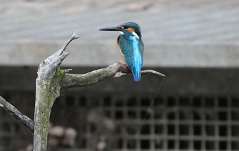 Tue, 5/10/2022 Birding report at 恩智川治水緑地