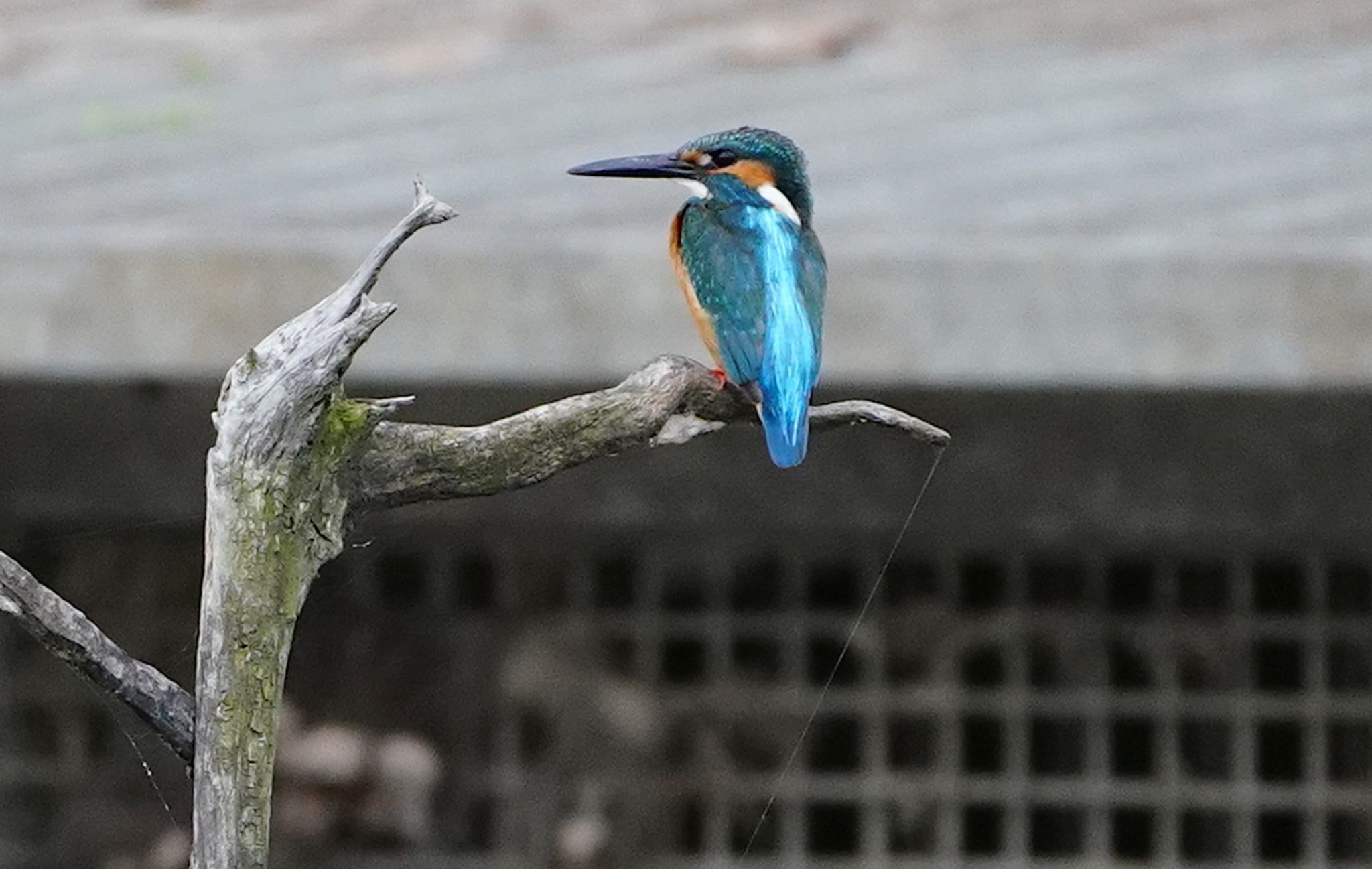 Common Kingfisher