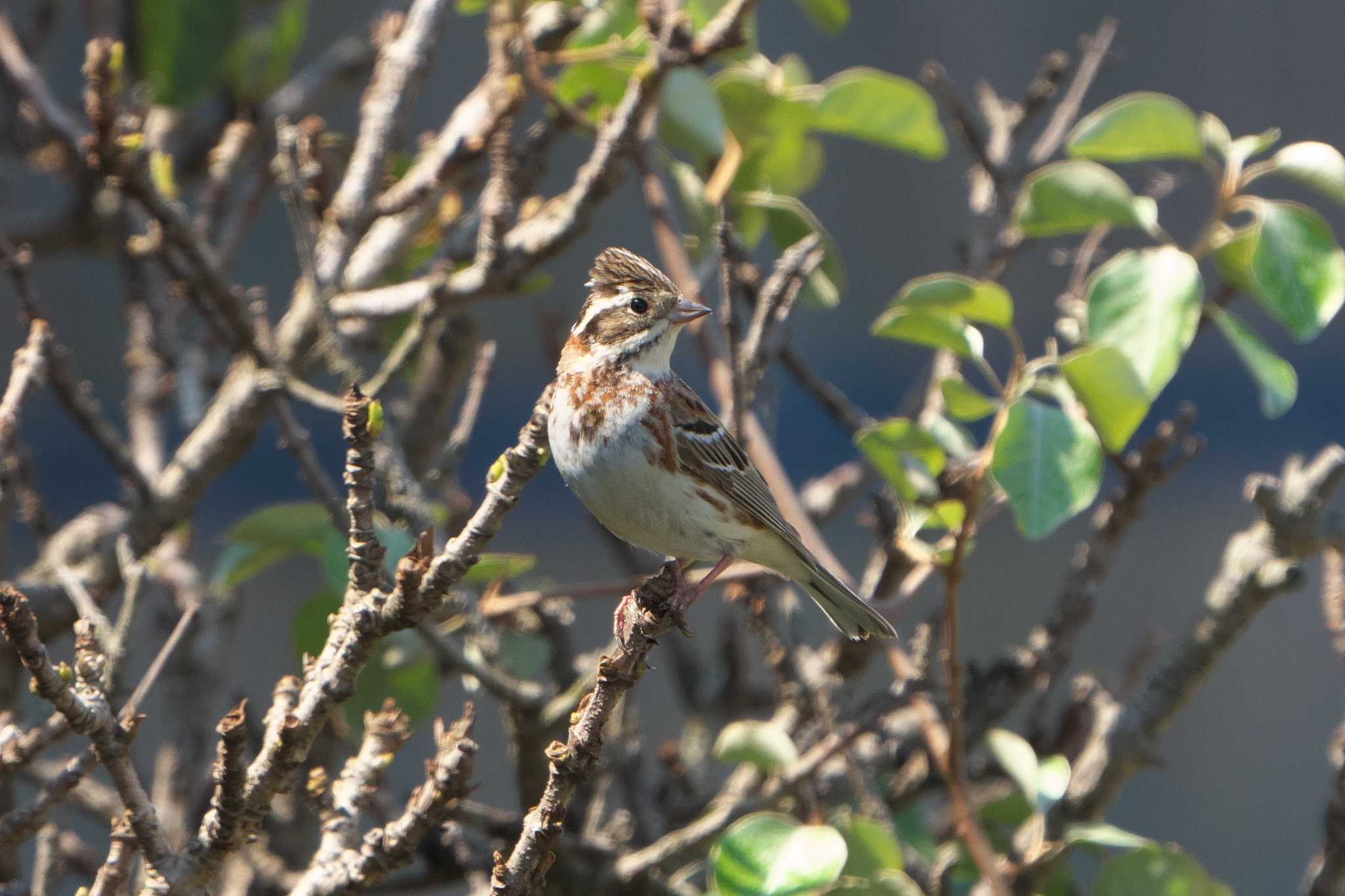 Rustic Bunting