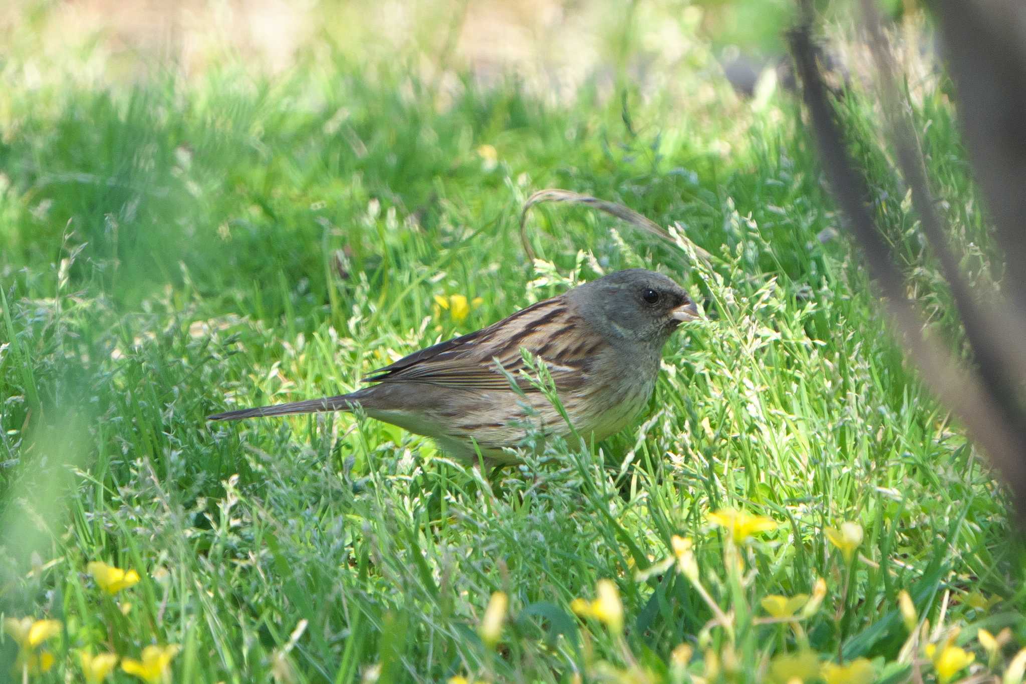 Black-faced Bunting