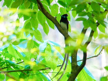 サンコウチョウ 栃木県 2022年5月10日(火)