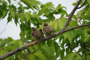 Eurasian Tree Sparrow 宍道湖東岸 Tue, 5/10/2022