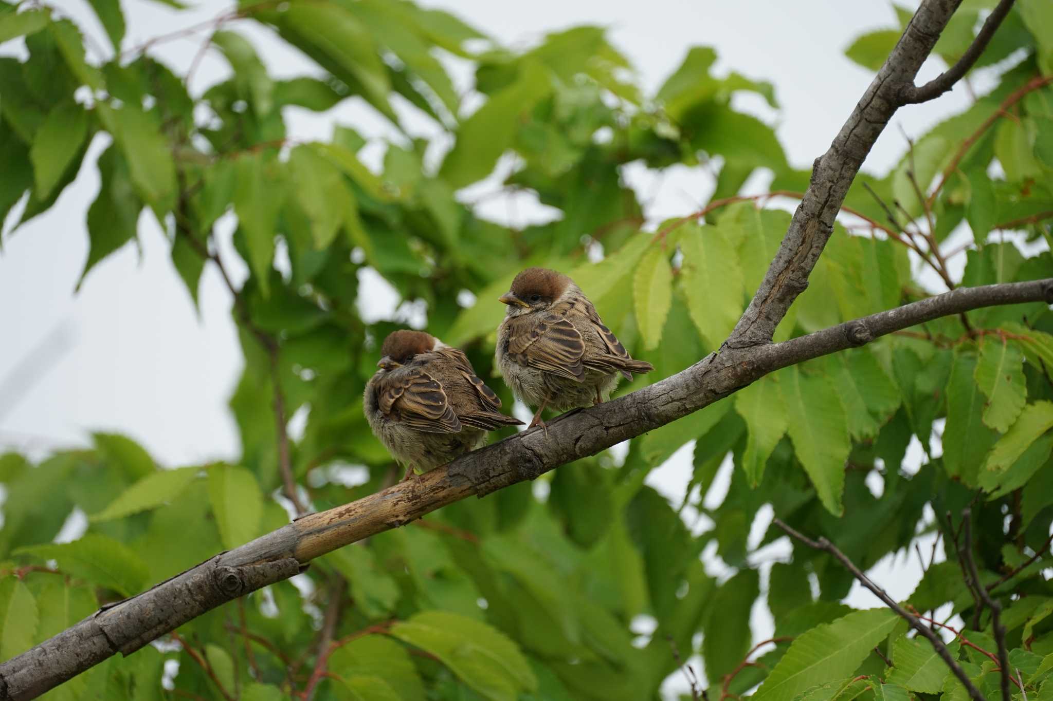 Photo of Eurasian Tree Sparrow at 宍道湖東岸 by ひらも