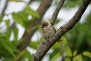 Eurasian Tree Sparrow 宍道湖東岸 Tue, 5/10/2022