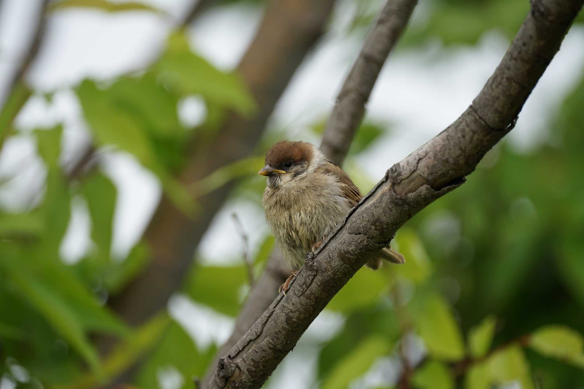 Eurasian Tree Sparrow