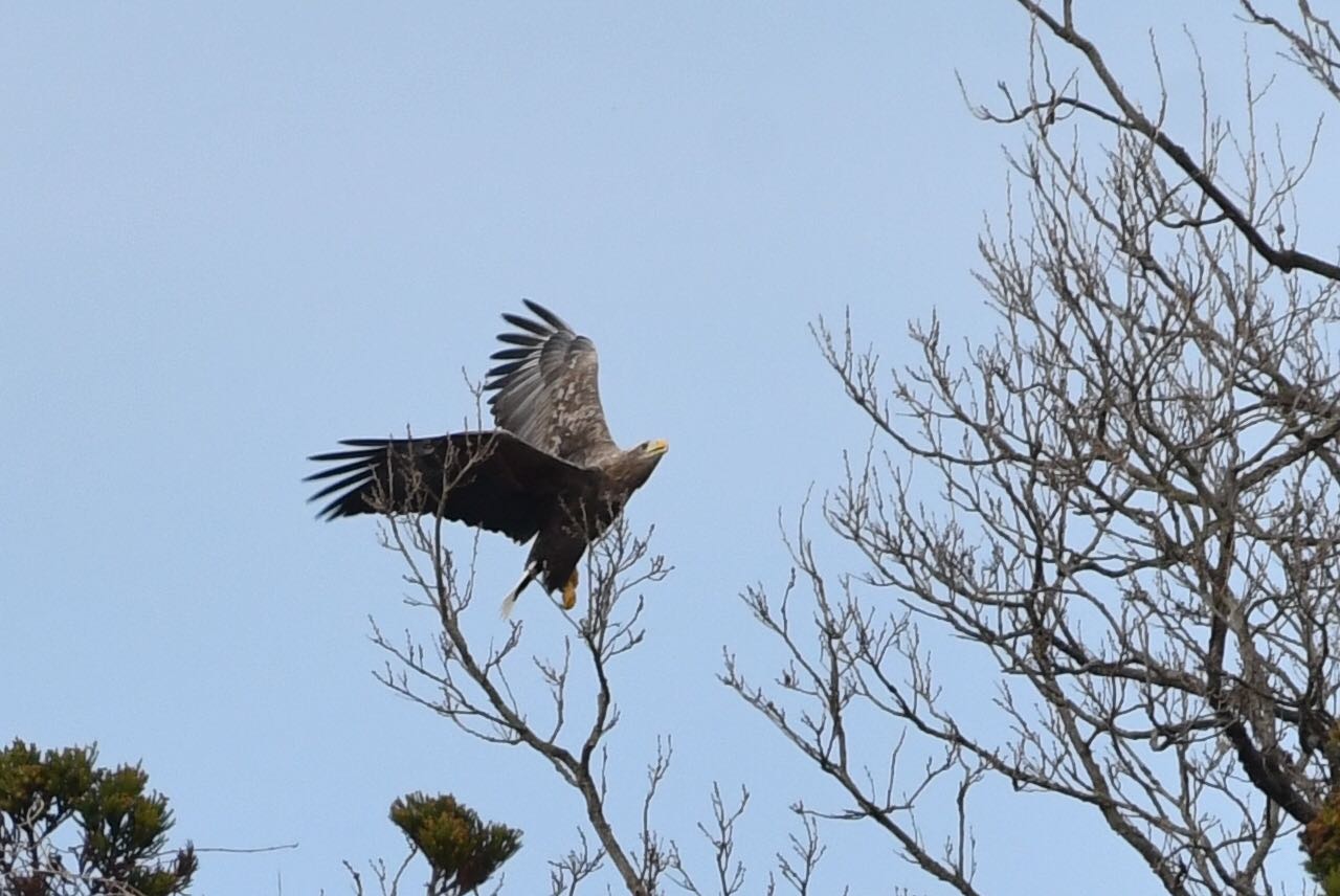 新潟県 オジロワシの写真 by 倶利伽羅