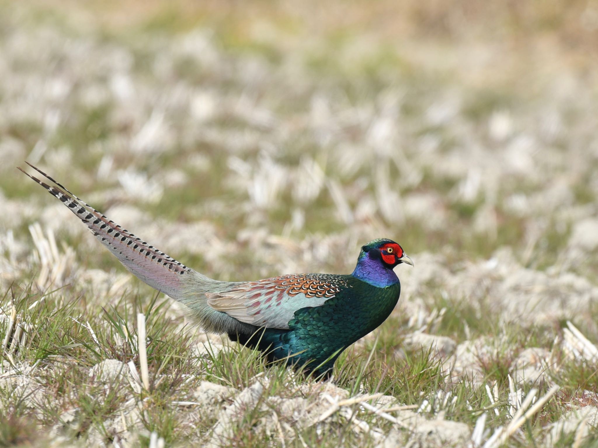 Photo of Green Pheasant at  by ヨウコ