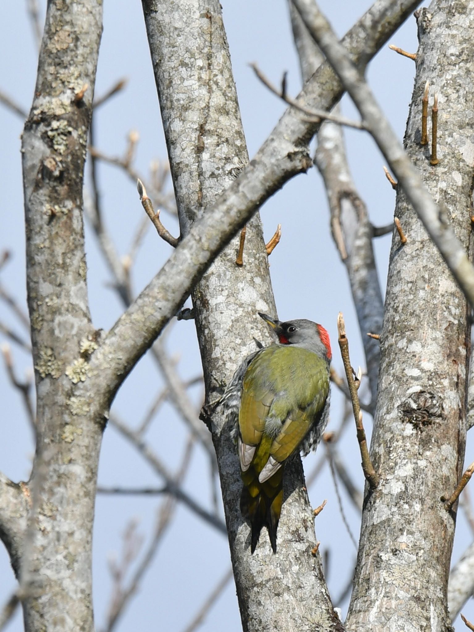 Photo of Japanese Green Woodpecker at  by ヨウコ