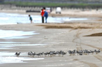 キアシシギ 千里浜(石川県羽咋市) 2022年5月9日(月)