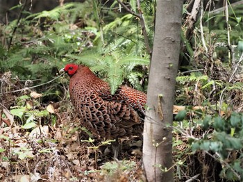 Copper Pheasant 姫路市自然観察の森 Tue, 5/10/2022