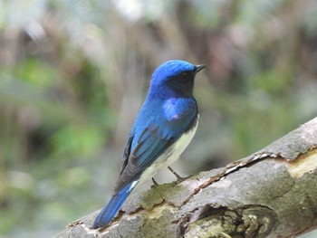 オオルリ 太白山自然観察の森 2022年5月10日(火)