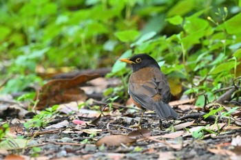 Izu Thrush Miyakejima Island Tue, 5/10/2022