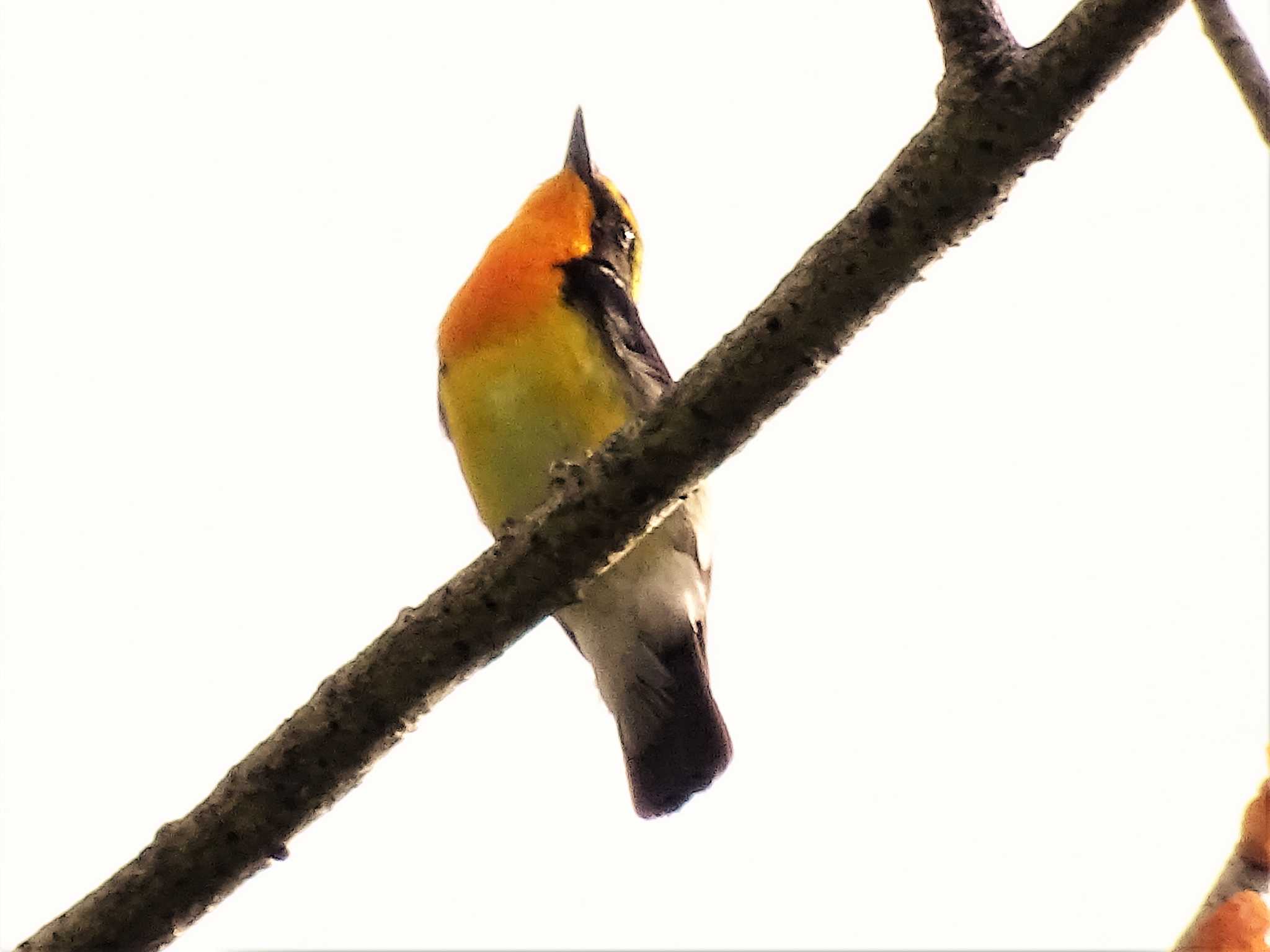 舞岡公園 キビタキの写真 by KAWASEMIぴー