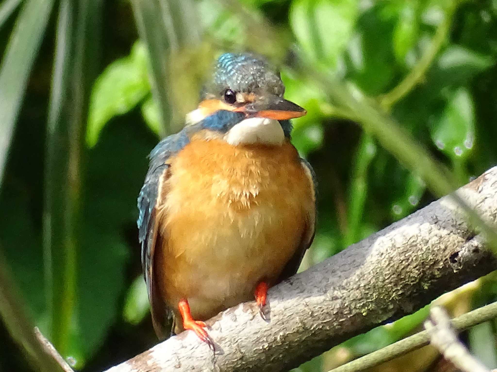 カワセミ