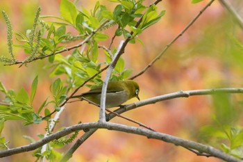 メジロ 旭山記念公園 2022年5月3日(火)