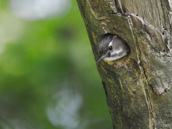 Japanese Pygmy Woodpecker Maioka Park Tue, 5/3/2022