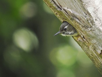 Japanese Pygmy Woodpecker Maioka Park Tue, 5/3/2022