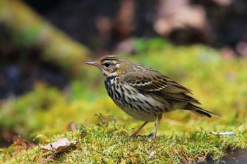 Olive-backed Pipit Unknown Spots Sat, 5/7/2022