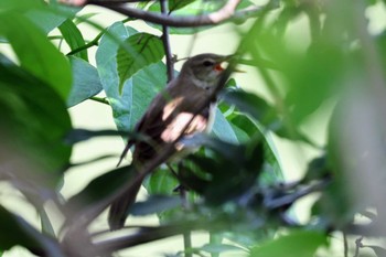 Oriental Reed Warbler 猪名川公園 Sun, 5/8/2022