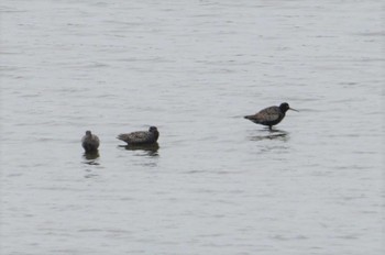 Spotted Redshank Gonushi Coast Fri, 5/6/2022