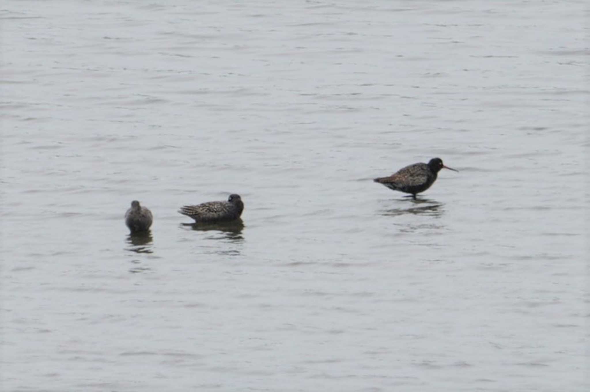 Photo of Spotted Redshank at Gonushi Coast by マル