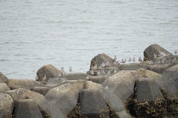 Grey-tailed Tattler Gonushi Coast Fri, 5/6/2022