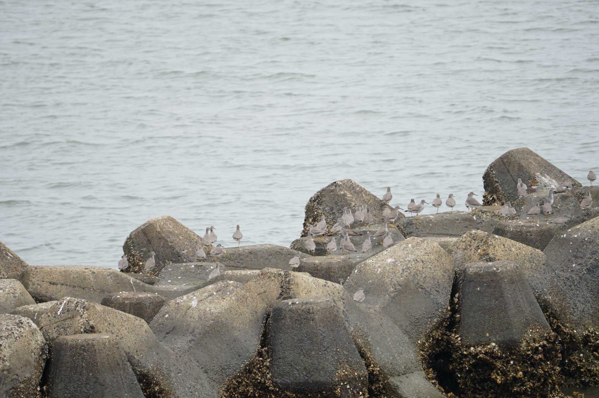 Photo of Grey-tailed Tattler at Gonushi Coast by マル