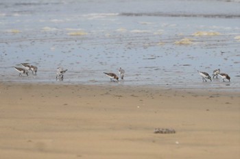 Sanderling 白塚海岸 Fri, 5/6/2022