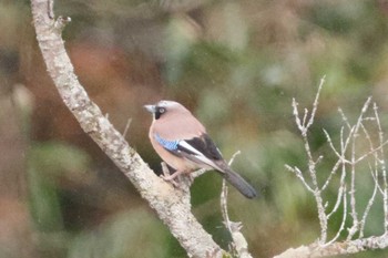 Eurasian Jay 乗鞍高原 Sun, 5/1/2022