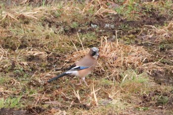 Eurasian Jay 乗鞍高原 Sun, 5/1/2022