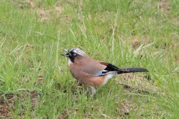 Eurasian Jay 乗鞍高原 Sun, 5/1/2022